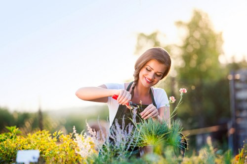 Professional hedge trimming in a Hornsey garden
