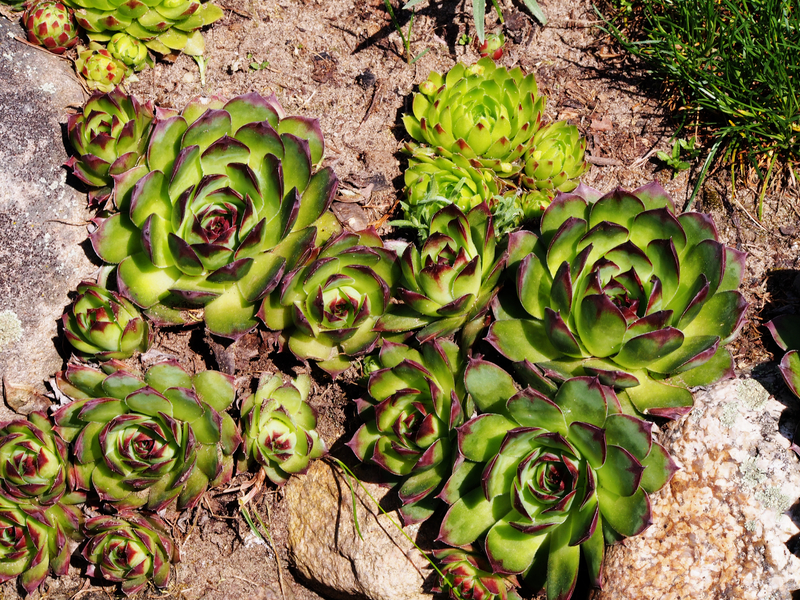 professional gardening irrigation system